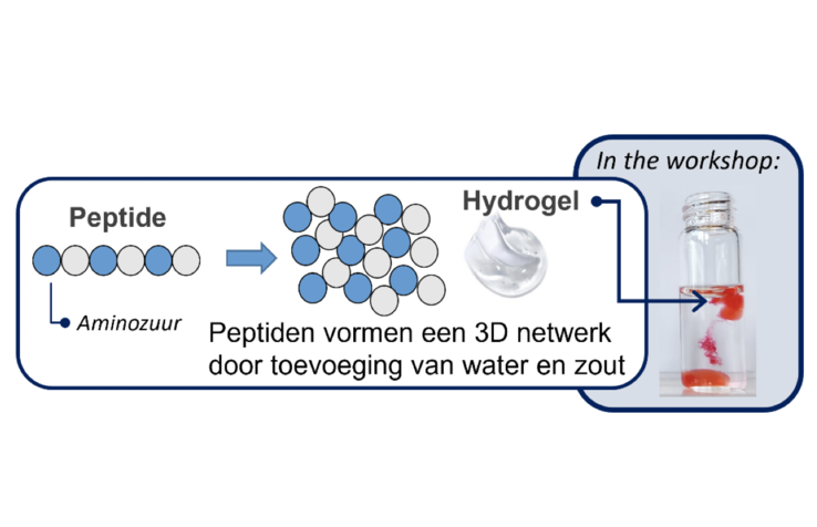 peptide_hydrogel